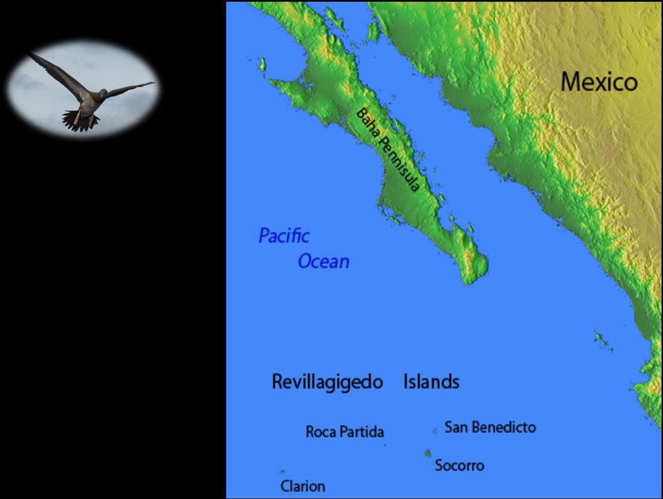 Området jämförs gärna med Cocos Island och Galapagos på grund av mängden möten med stora djur som äger rum just här.