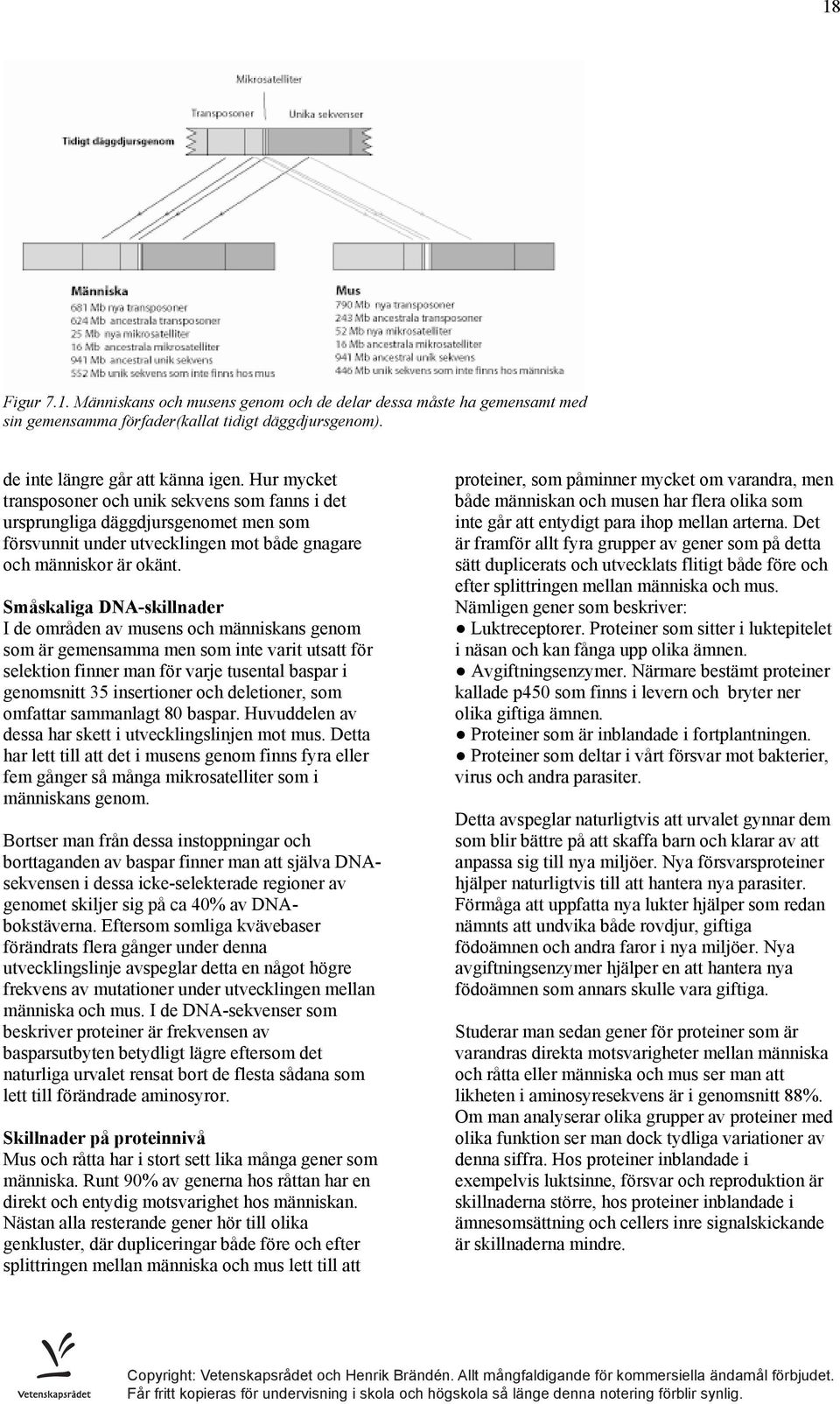 Småskaliga DNA-skillnader I de områden av musens och människans genom som är gemensamma men som inte varit utsatt för selektion finner man för varje tusental baspar i genomsnitt 35 insertioner och