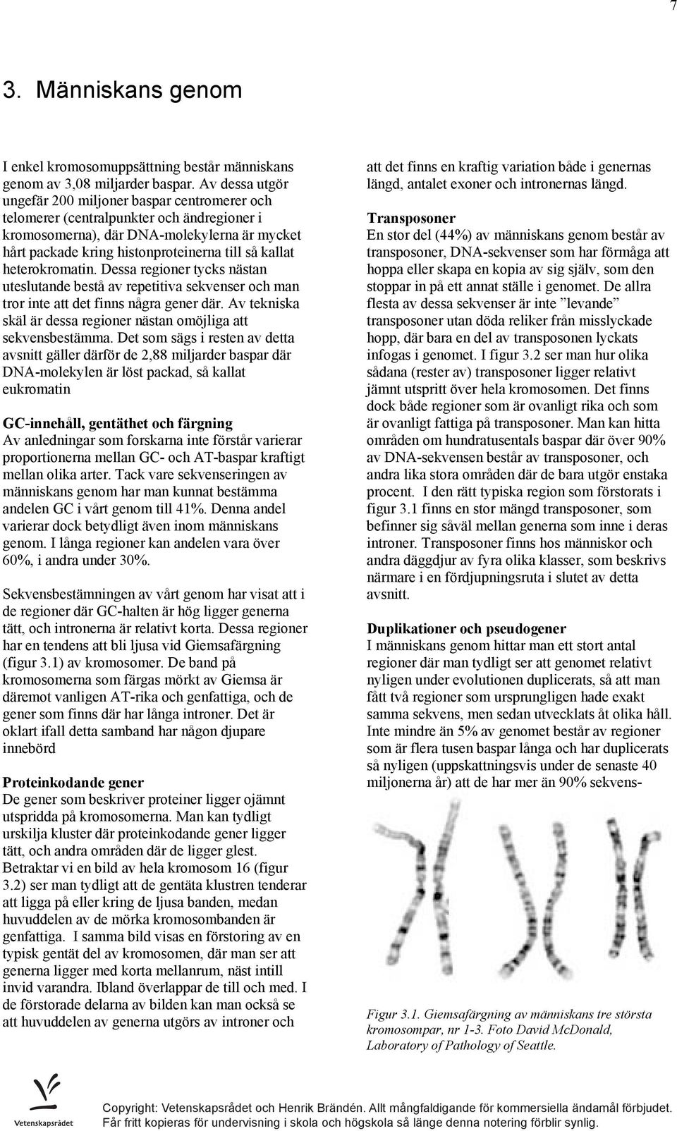 heterokromatin. Dessa regioner tycks nästan uteslutande bestå av repetitiva sekvenser och man tror inte att det finns några gener där.