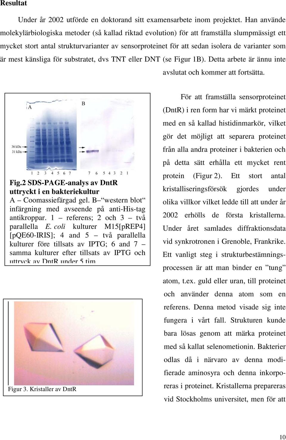 är mest känsliga för substratet, dvs TNT eller DNT (se Figur 1B). Detta arbete är ännu inte avslutat och kommer att fortsätta. Fig.2 SDS-PAGE-analys av DntR uttryckt i en bakteriekultur A Coomassiefärgad gel.