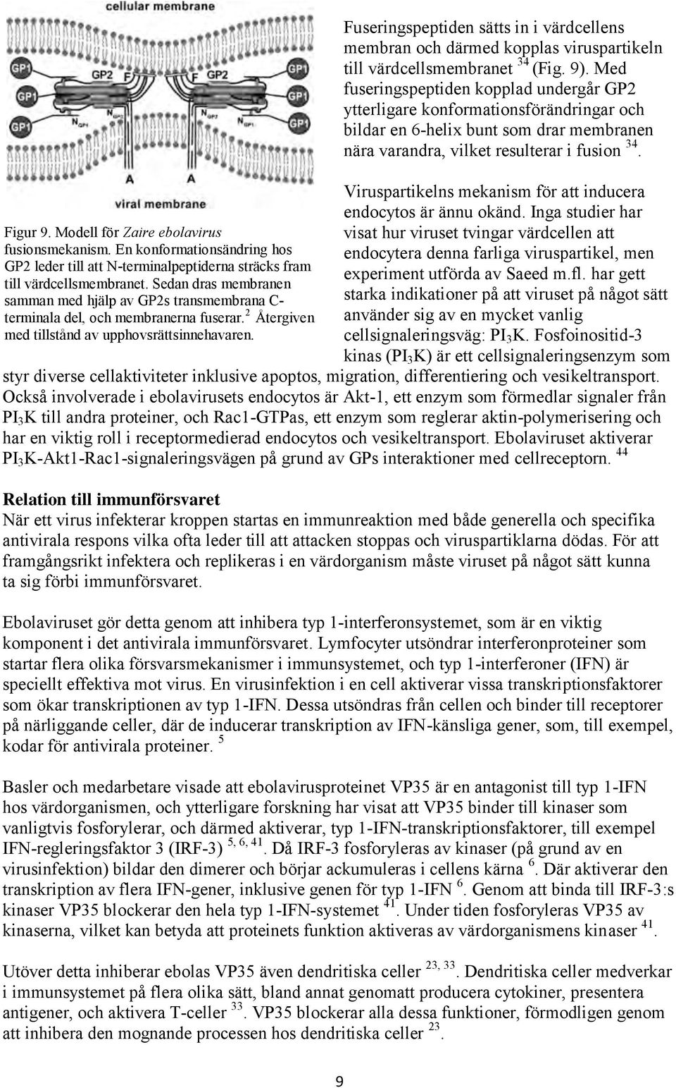 Fuseringspeptiden sätts in i värdcellens membran och därmed kopplas viruspartikeln till värdcellsmembranet 34 (Fig. 9).