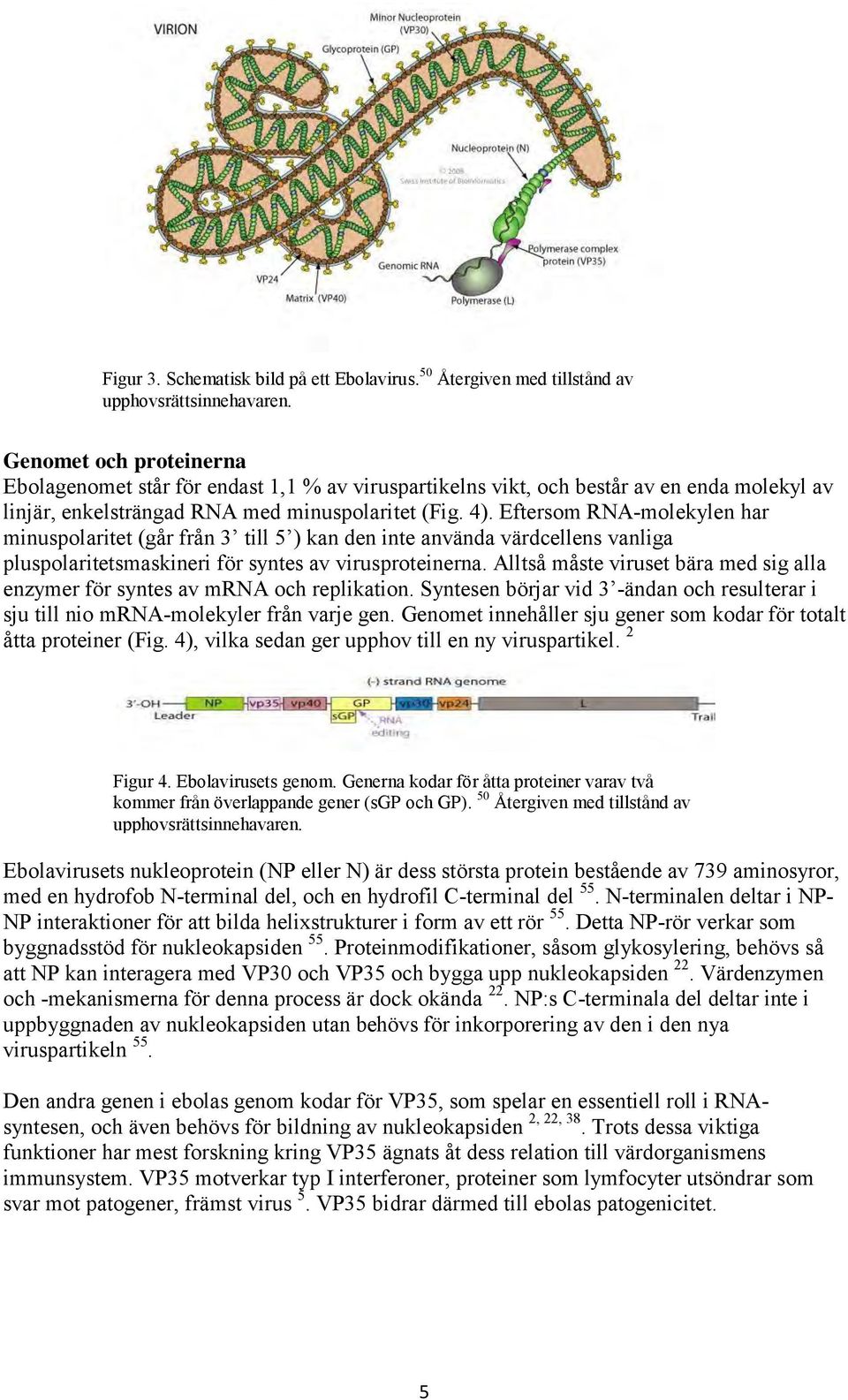 Eftersom RNA-molekylen har minuspolaritet (går från 3 till 5 ) kan den inte använda värdcellens vanliga pluspolaritetsmaskineri för syntes av virusproteinerna.