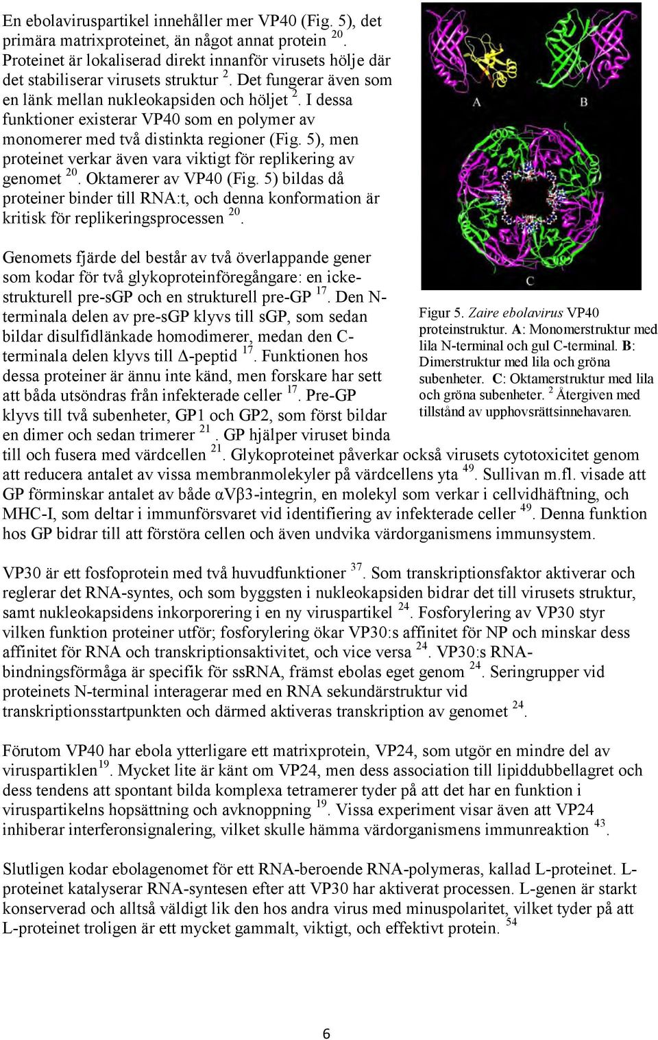 I dessa funktioner existerar VP40 som en polymer av monomerer med två distinkta regioner (Fig. 5), men proteinet verkar även vara viktigt för replikering av genomet 20. Oktamerer av VP40 (Fig.