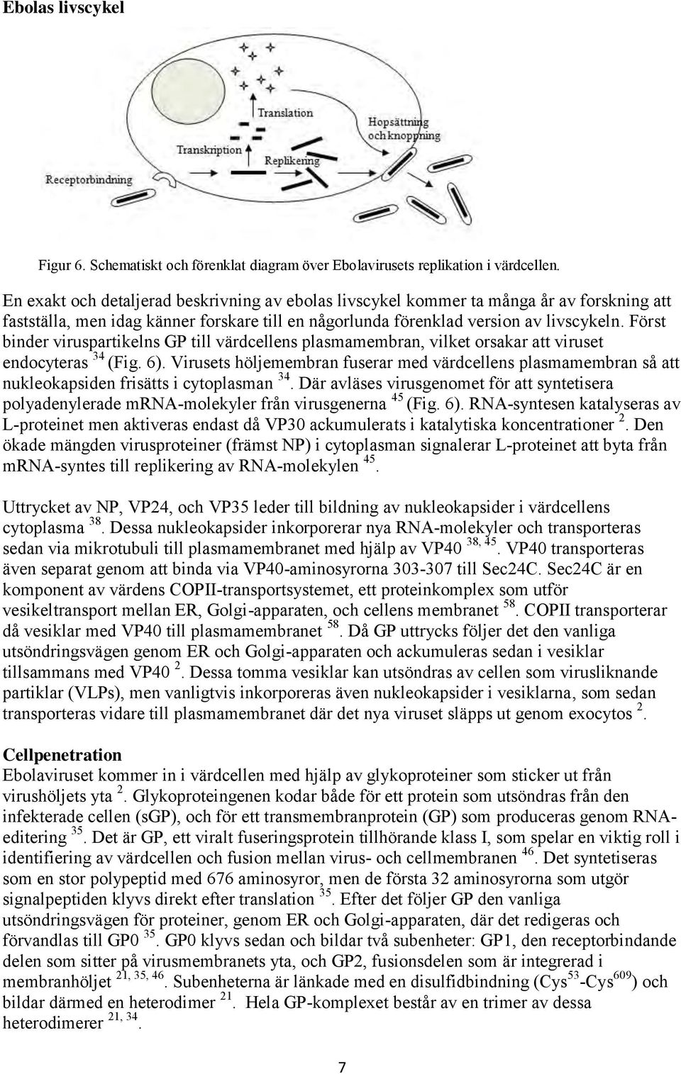 Först binder viruspartikelns GP till värdcellens plasmamembran, vilket orsakar att viruset endocyteras 34 (Fig. 6).