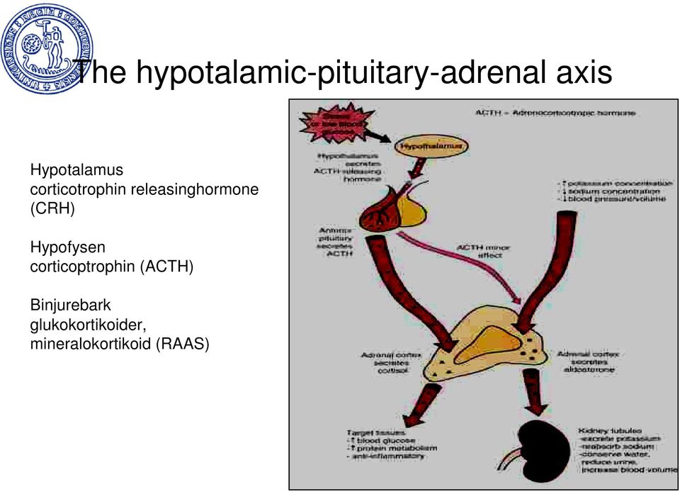 (CRH) Hypofysen corticoptrophin (ACTH)