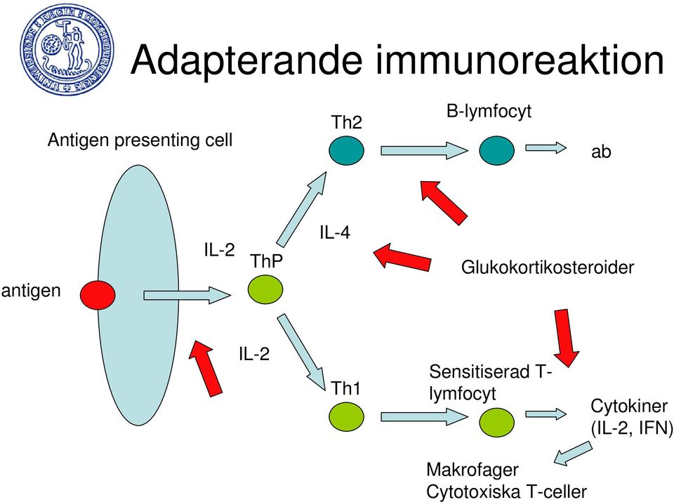 Glukokortikosteroider IL-2 Th1 Sensitiserad T-