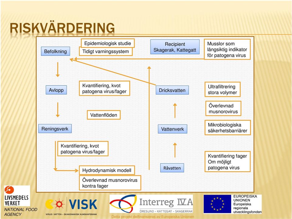 kvot patogena virus/fager Hydrodynamisk modell Överlevnad musnorovirus kontra fager NATIONAL FOOD AGENCY Ultrafiltrering stora volymer