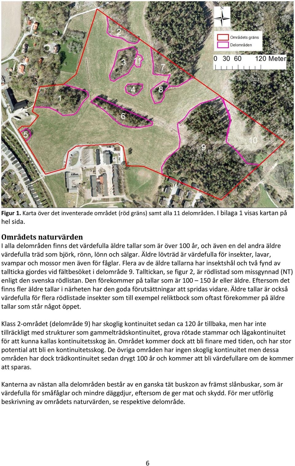 Äldre lövträd är värdefulla för insekter, lavar, svampar och mossor men även för fåglar. Flera av de äldre tallarna har insektshål och två fynd av tallticka gjordes vid fältbesöket i delområde 9.