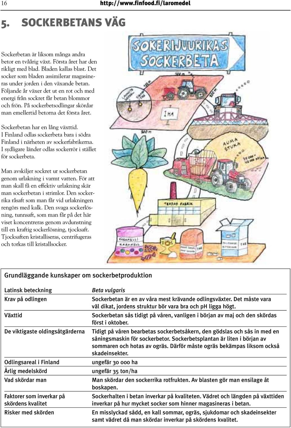 På sockerbetsodlingar skördar man emellertid betorna det första året. Sockerbetan har en lång växttid. I Finland odlas sockerbeta bara i södra Finland i närheten av sockerfabrikerna.