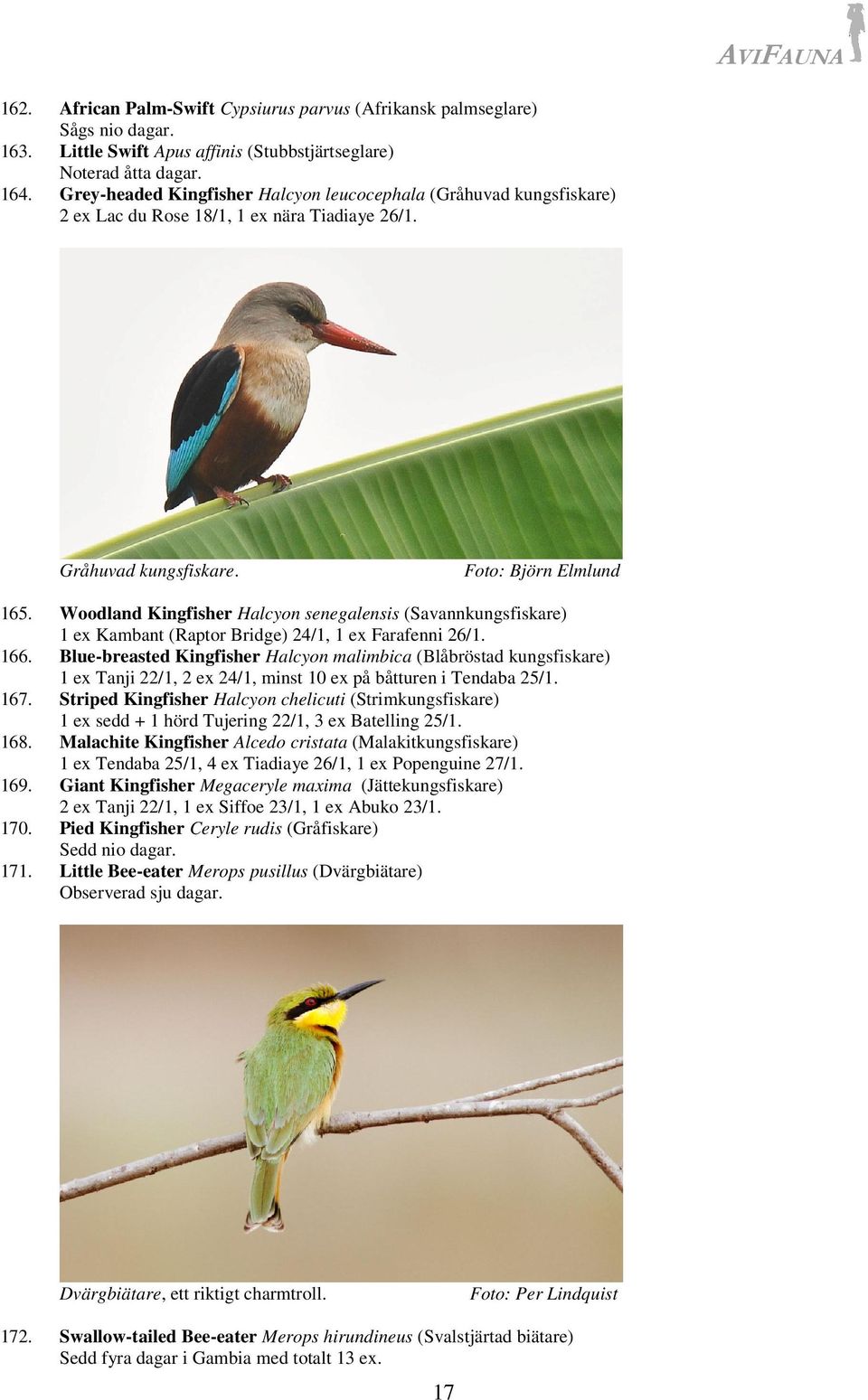 Woodland Kingfisher Halcyon senegalensis (Savannkungsfiskare) 1 ex Kambant (Raptor Bridge) 24/1, 1 ex Farafenni 26/1. 166.