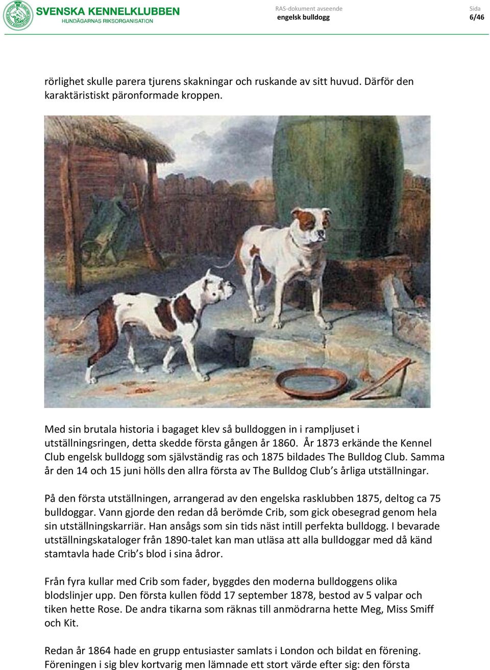 År 1873 erkände the Kennel Club som självständig ras och 1875 bildades The Bulldog Club. Samma år den 14 och 15 juni hölls den allra första av The Bulldog Club s årliga utställningar.