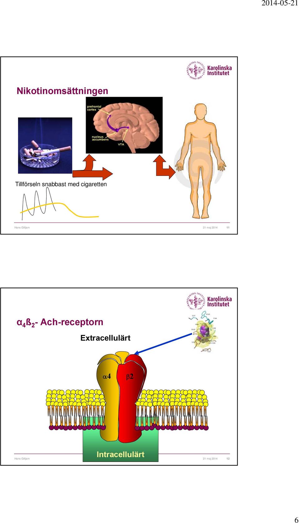 α 4 ß 2 - Ach-receptorn Extracellulärt 4 2