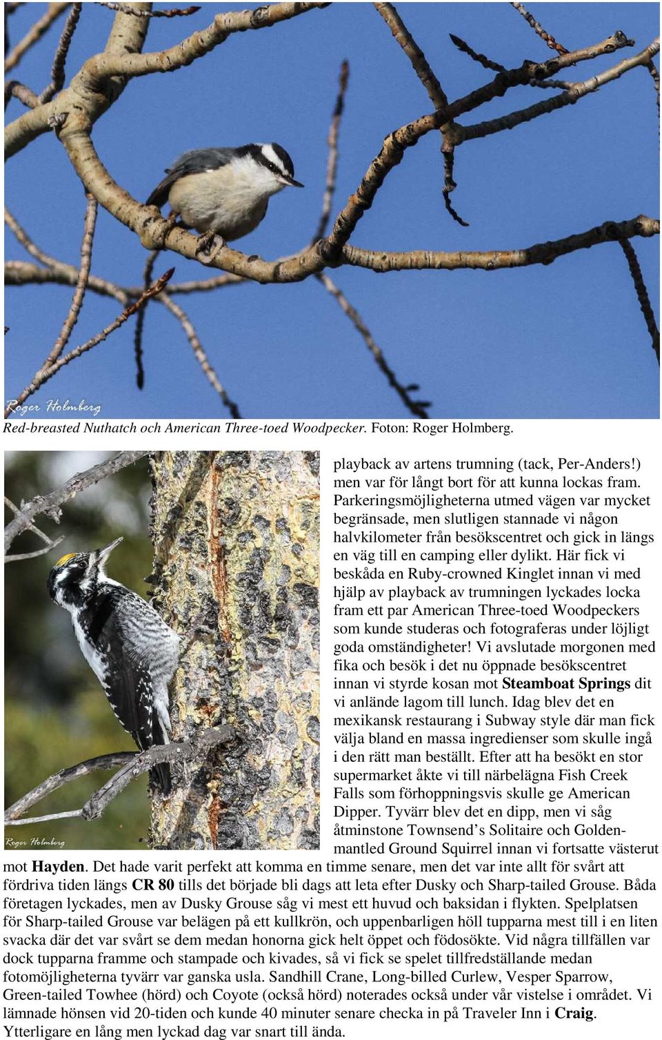 Här fick vi beskåda en Ruby-crowned Kinglet innan vi med hjälp av playback av trumningen lyckades locka fram ett par American Three-toed Woodpeckers som kunde studeras och fotograferas under löjligt