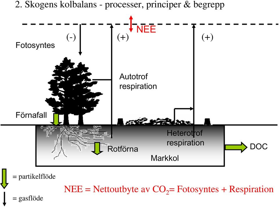 Rotförna Markkol Heterotrof respiration DOC =