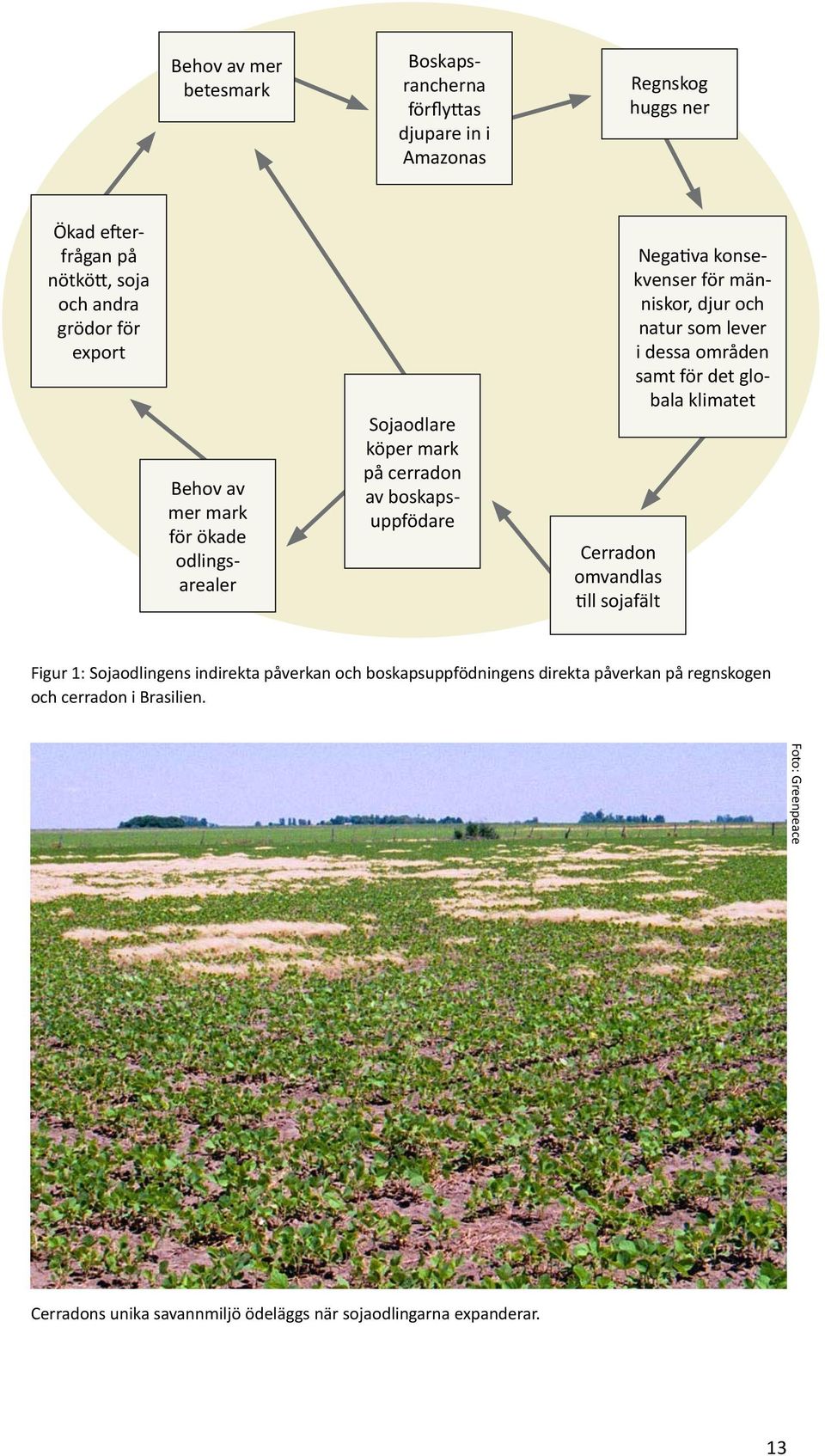 va konsekvenser för människor, djur och natur som lever i dessa områden samt för det globala klimatet Figur 1: Sojaodlingens indirekta påverkan och