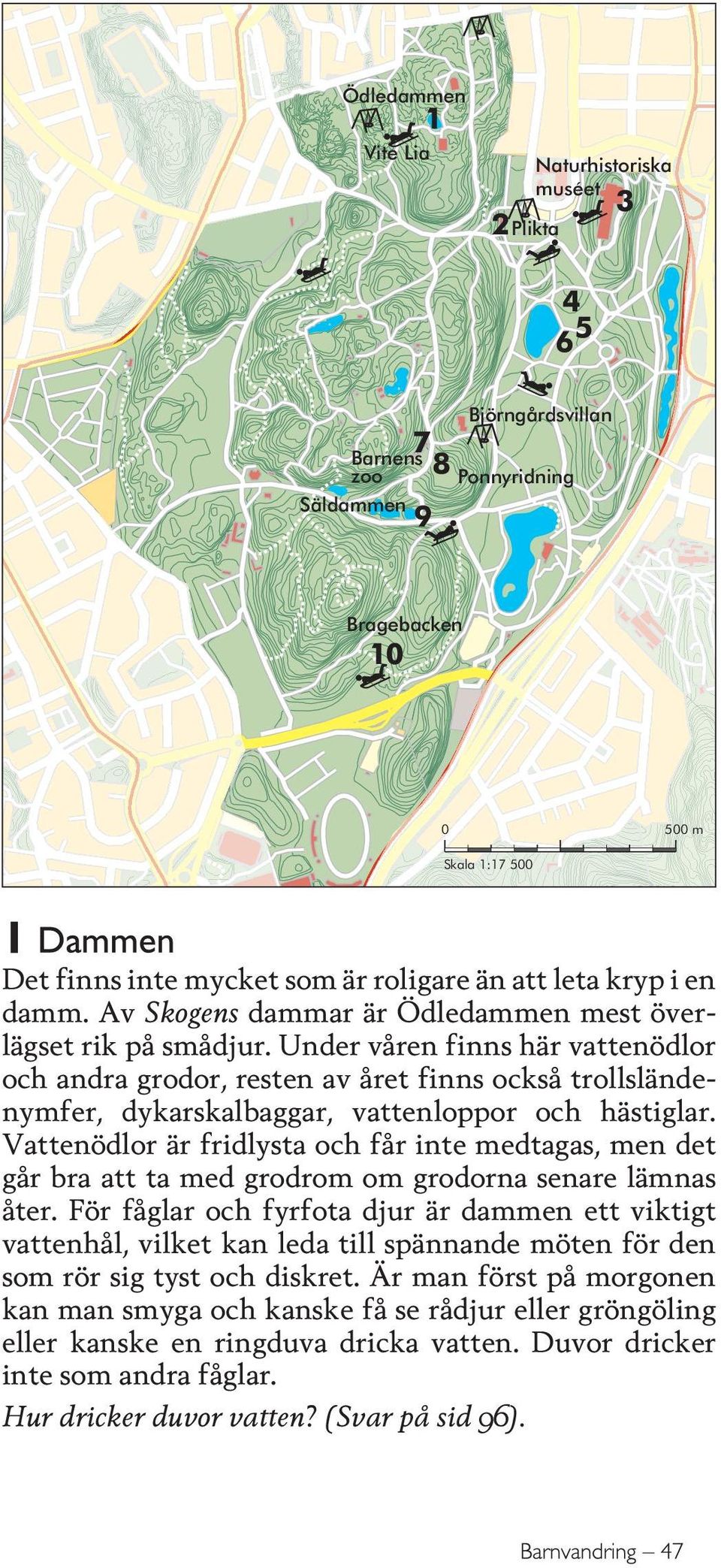 Under våren finns här vattenödlor och andra grodor, resten av året finns också trollsländenymfer, dykarskalbaggar, vattenloppor och hästiglar.