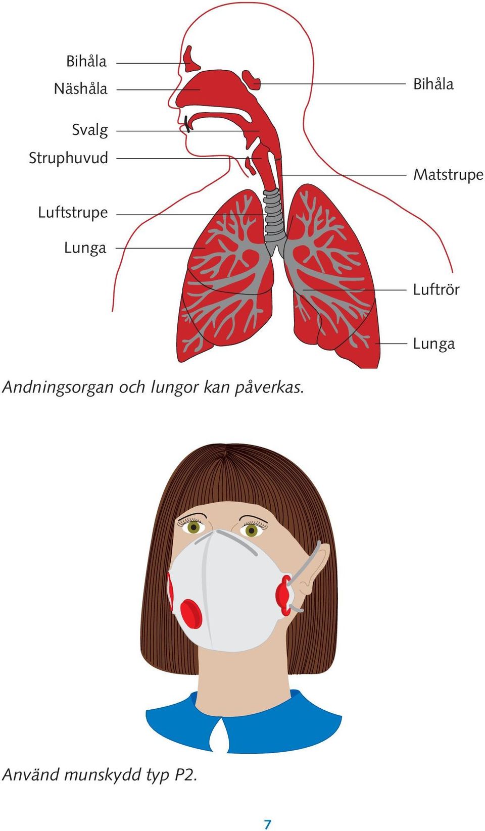 Luftrör Lunga Andningsorgan och