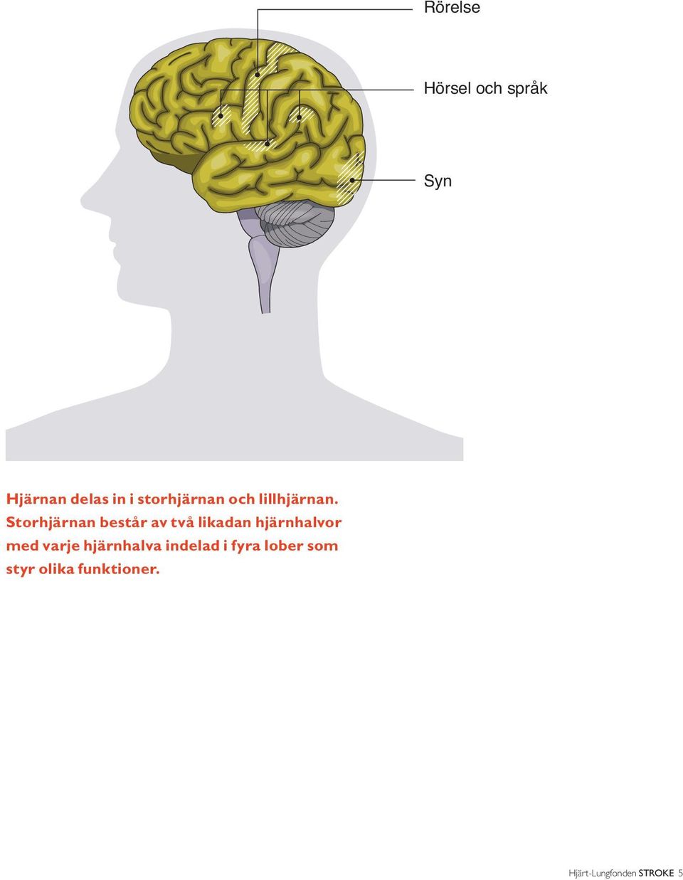 Storhjärnan består av två likadan hjärnhalvor med