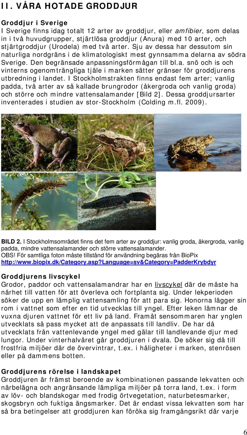 I Stockholmstrakten finns endast fem arter; vanlig padda, två arter av så kallade brungrodor (åkergroda och vanlig groda) och större och mindre vattensalamander [Bild 2].