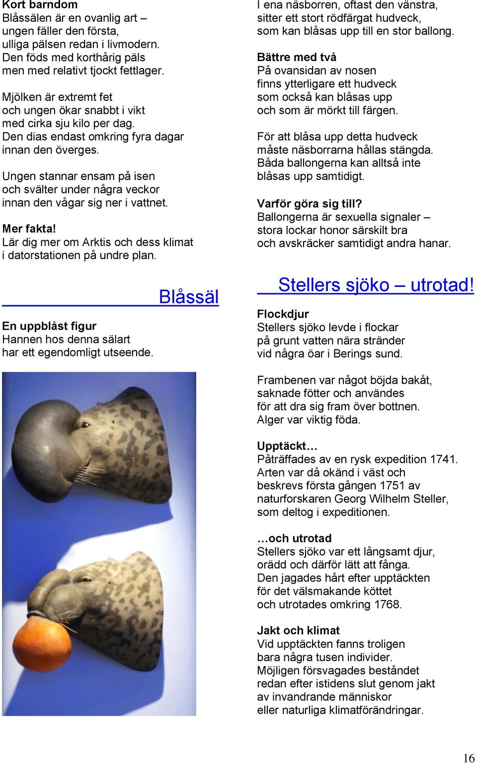 Ungen stannar ensam på isen och svälter under några veckor innan den vågar sig ner i vattnet. Mer fakta! Lär dig mer om Arktis och dess klimat i datorstationen på undre plan.