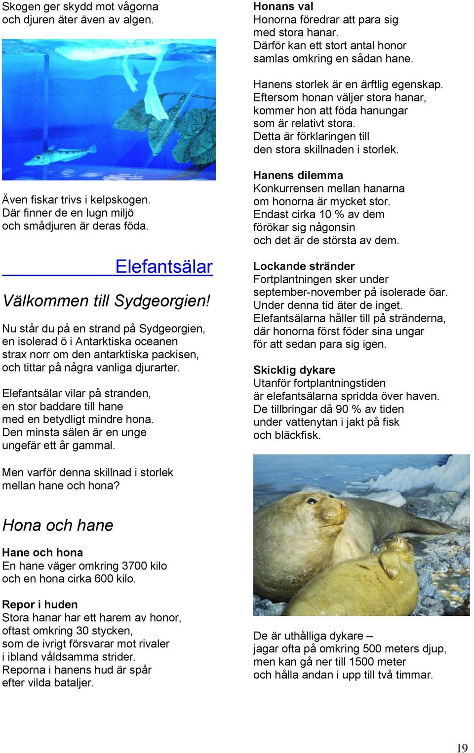 Även fiskar trivs i kelpskogen. Där finner de en lugn miljö och smådjuren är deras föda. Elefantsälar Välkommen till Sydgeorgien!