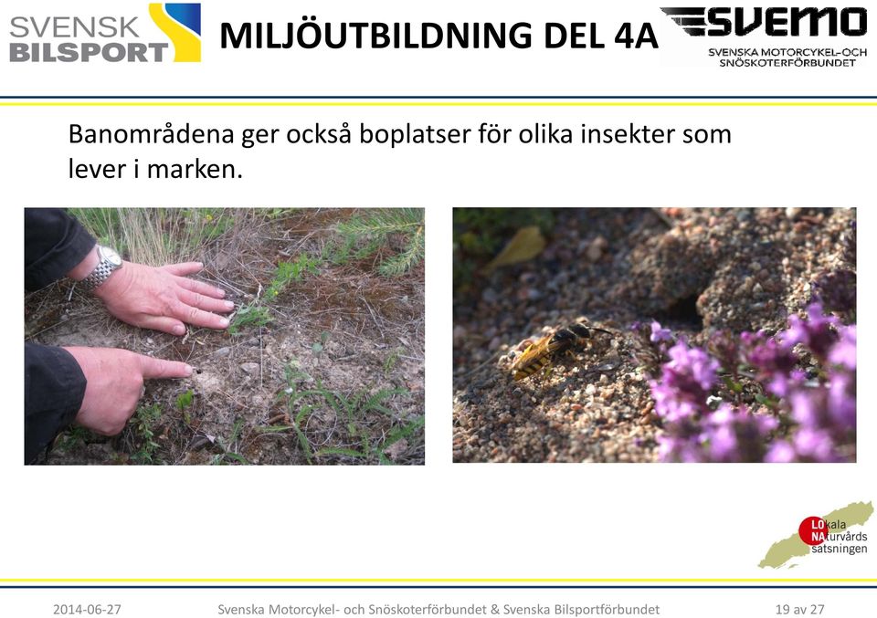 olika insekter som