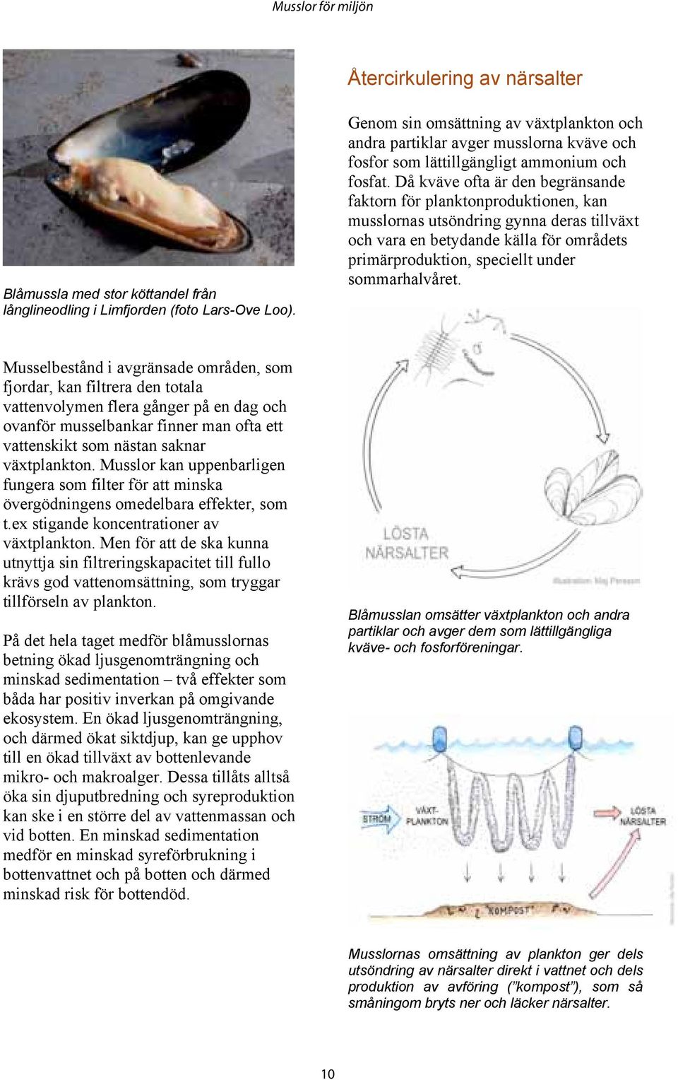 Då kväve ofta är den begränsande faktorn för planktonproduktionen, kan musslornas utsöndring gynna deras tillväxt och vara en betydande källa för områdets primärproduktion, speciellt under