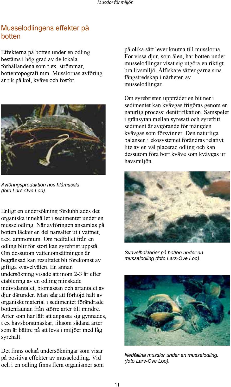 Ålfiskare sätter gärna sina fångstredskap i närheten av musselodlingar. Om syrebristen uppträder en bit ner i sedimentet kan kvävgas frigöras genom en naturlig process; denitrifikation.