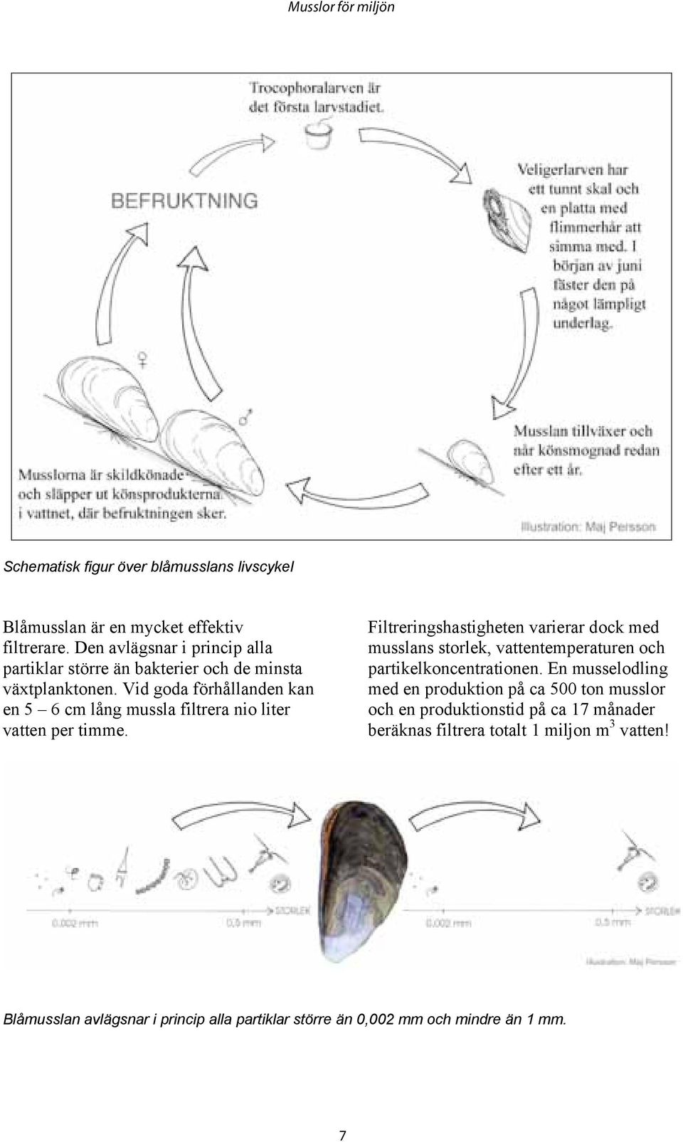 Vid goda förhållanden kan en 5 6 cm lång mussla filtrera nio liter vatten per timme.