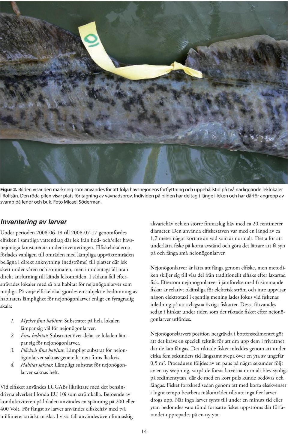 Inventering av larver Under perioden 2008-06-18 till 2008-07-17 genomfördes elfisken i samtliga vattendrag där lek från flod- och/eller havsnejonöga konstaterats under inventeringen.