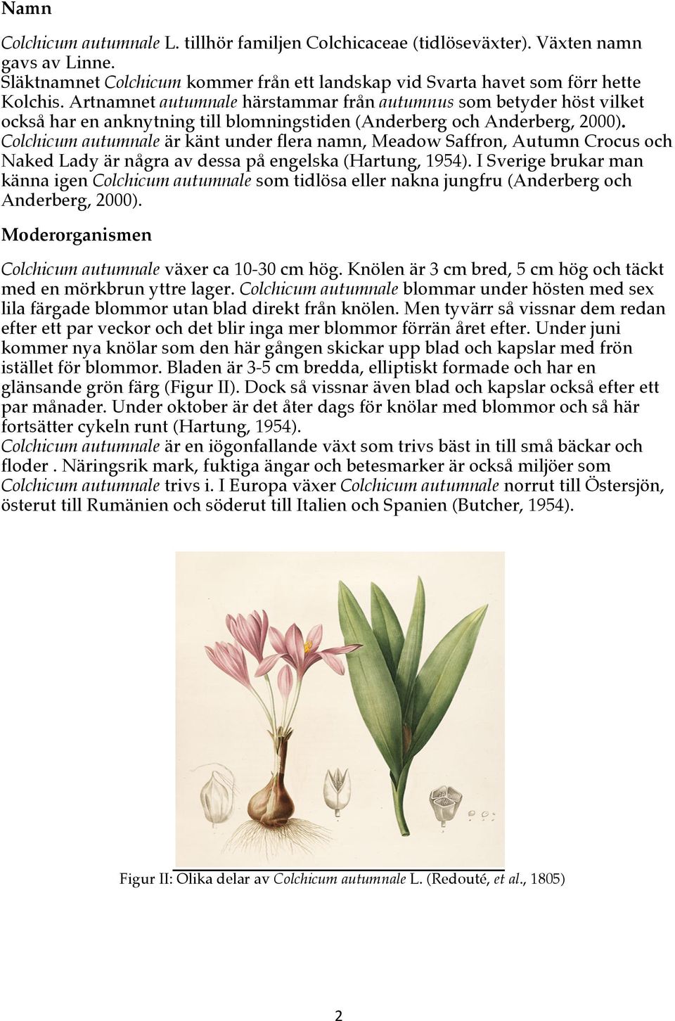 Colchicum autumnale är känt under flera namn, Meadow Saffron, Autumn Crocus och Naked Lady är några av dessa på engelska (Hartung, 1954).