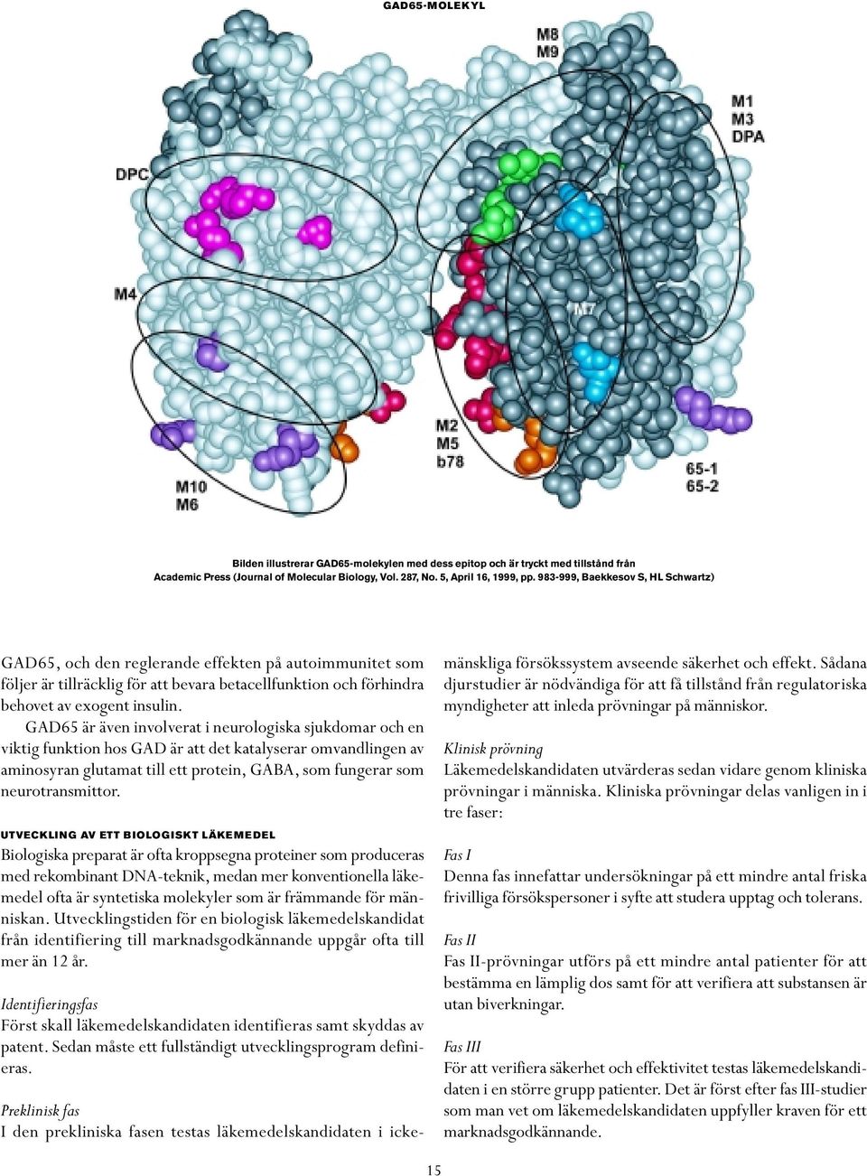 GAD65 är även involverat i neurologiska sjukdomar och en viktig funktion hos GAD är att det katalyserar omvandlingen av aminosyran glutamat till ett protein, GABA, som fungerar som neurotransmittor.