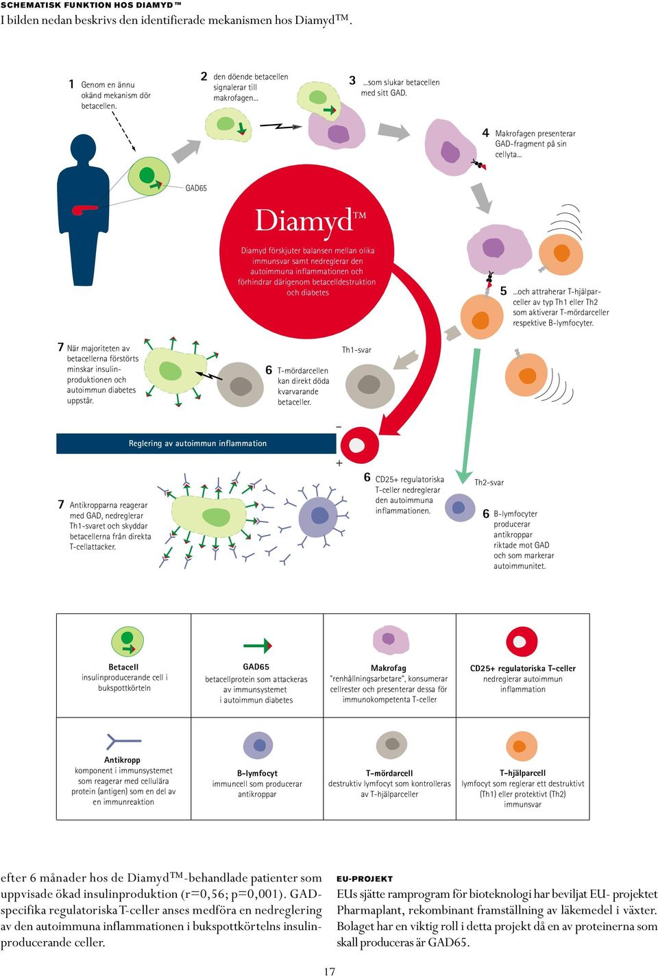 .. GAD65 Diamyd förskjuter balansen mellan olika immunsvar samt nedreglerar den autoimmuna inflammationen och förhindrar därigenom betacelldestruktion och diabetes 5.