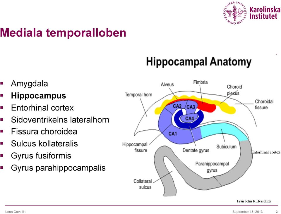 kollateralis Gyrus fusiformis Gyrus parahippocampalis