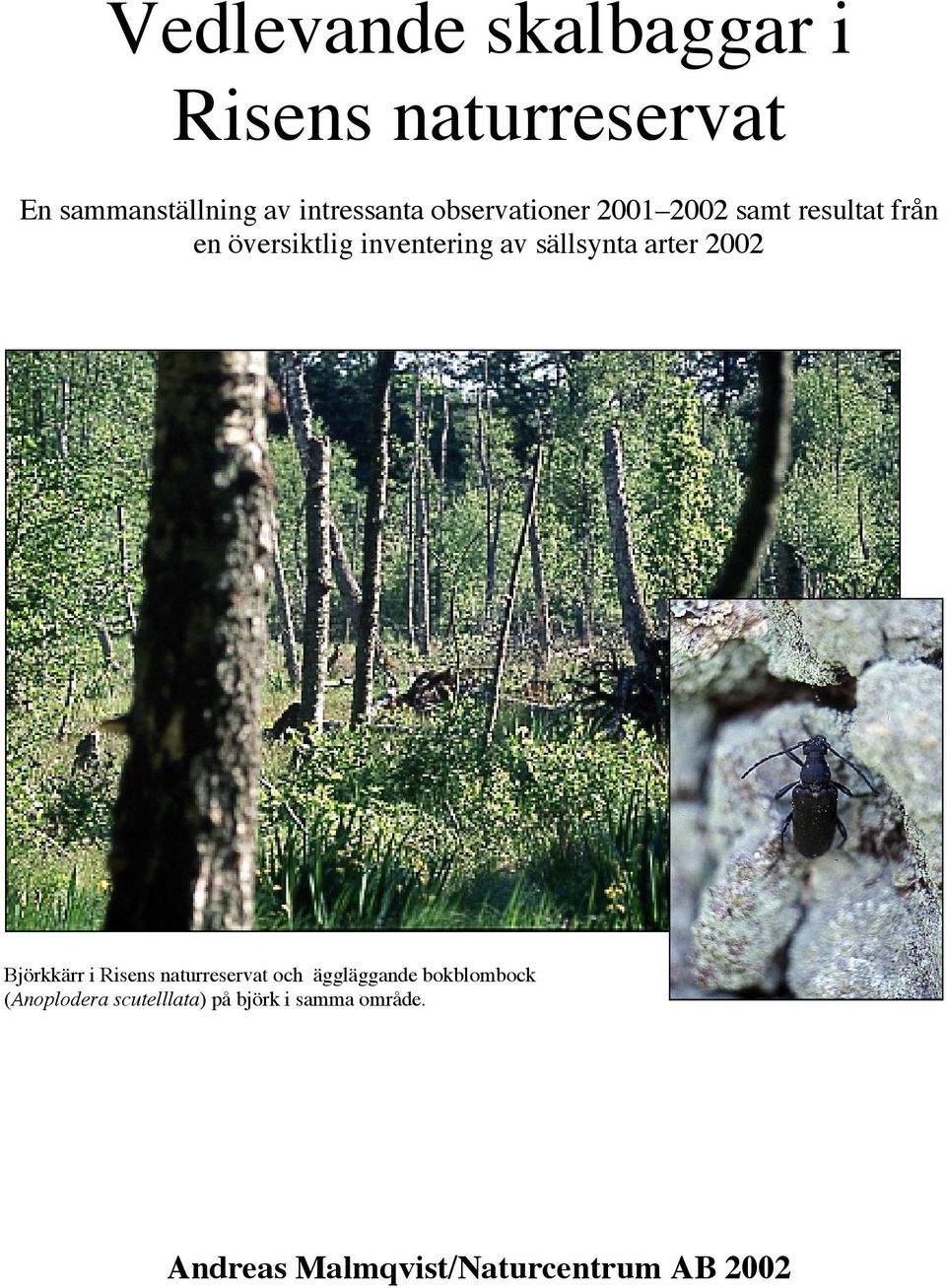sällsynta arter 2002 Björkkärr i Risens naturreservat och äggläggande