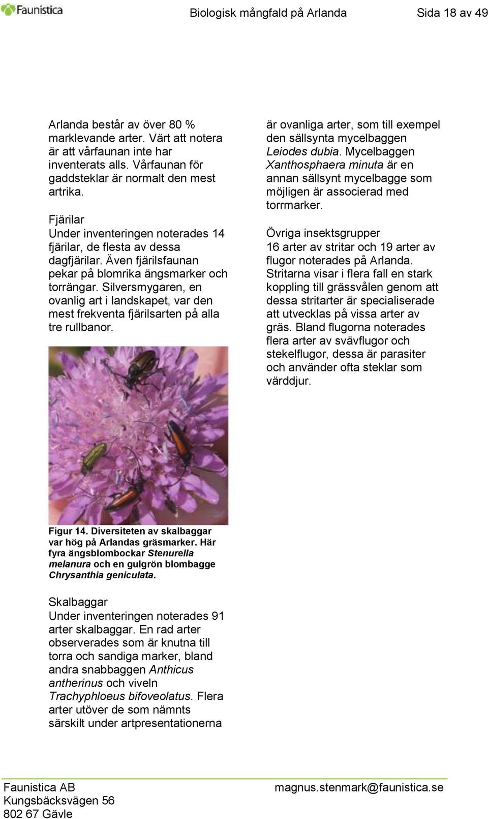 Även fjärilsfaunan pekar på blomrika ängsmarker och torrängar. Silversmygaren, en ovanlig art i landskapet, var den mest frekventa fjärilsarten på alla tre rullbanor.