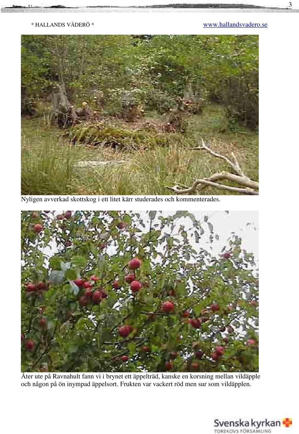 Åter ute på Ravnahult fann vi i brynet ett äppelträd, kanske