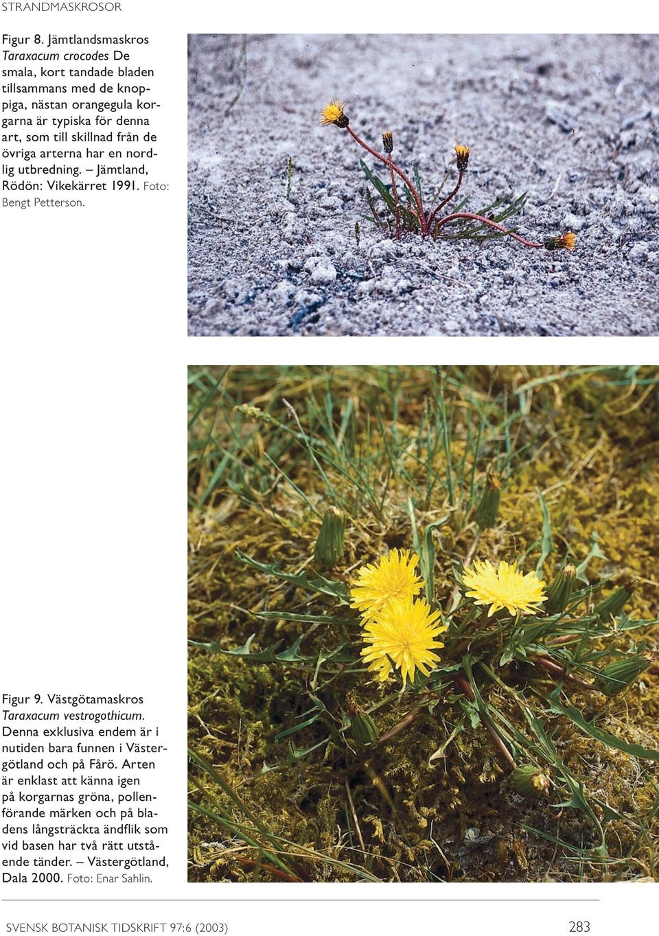 från de övriga arterna har en nordlig utbredning. Jämtland, Rödön: Vikekärret 1991. Foto: Bengt Petterson. Figur 9. Västgötamaskros Taraxacum vestrogothicum.