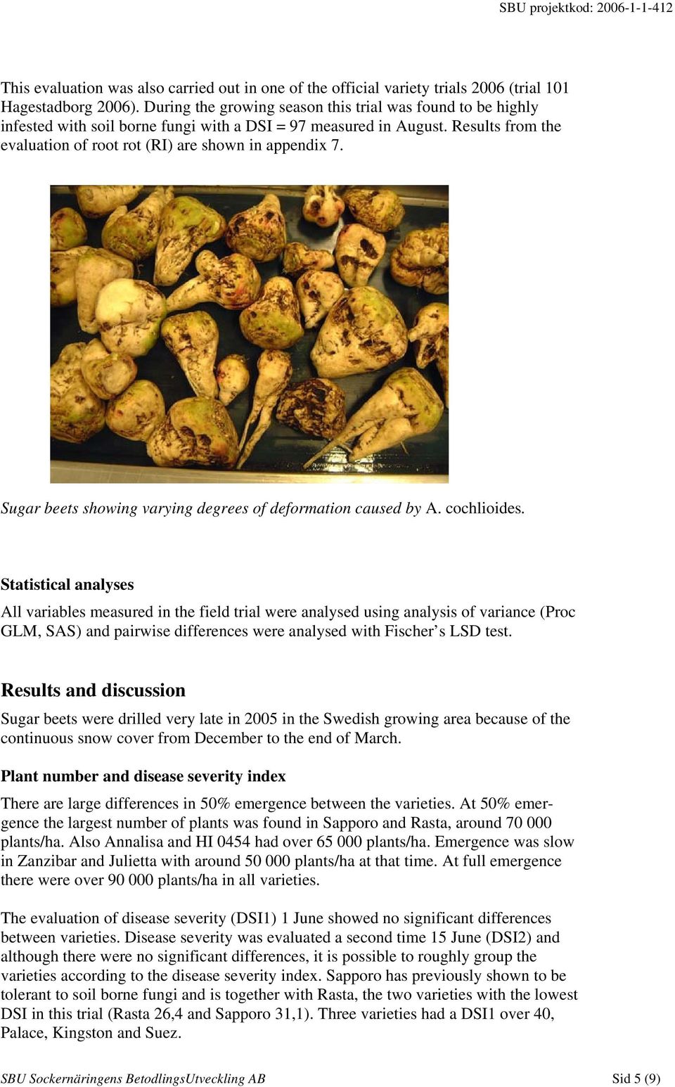 Sugar beets showing varying degrees of deformation caused by A. cochlioides.