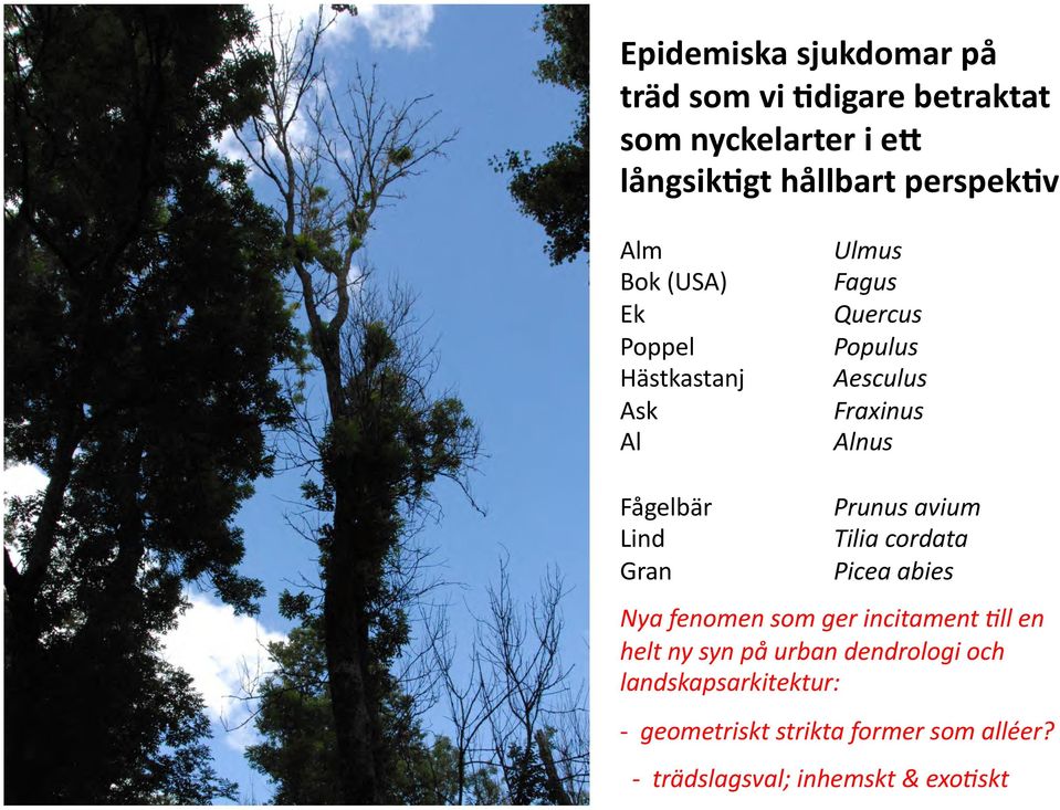 Prunus avium Lind Tilia cordata Gran Picea abies Nya fenomen som ger incitament ;ll en helt ny syn på