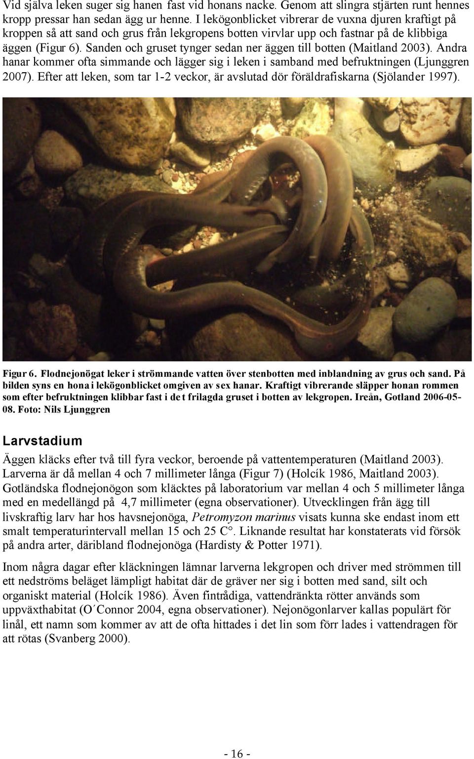 Sanden och gruset tynger sedan ner äggen till botten (Maitland 2003). Andra hanar kommer ofta simmande och lägger sig i leken i samband med befruktningen (Ljunggren 2007).