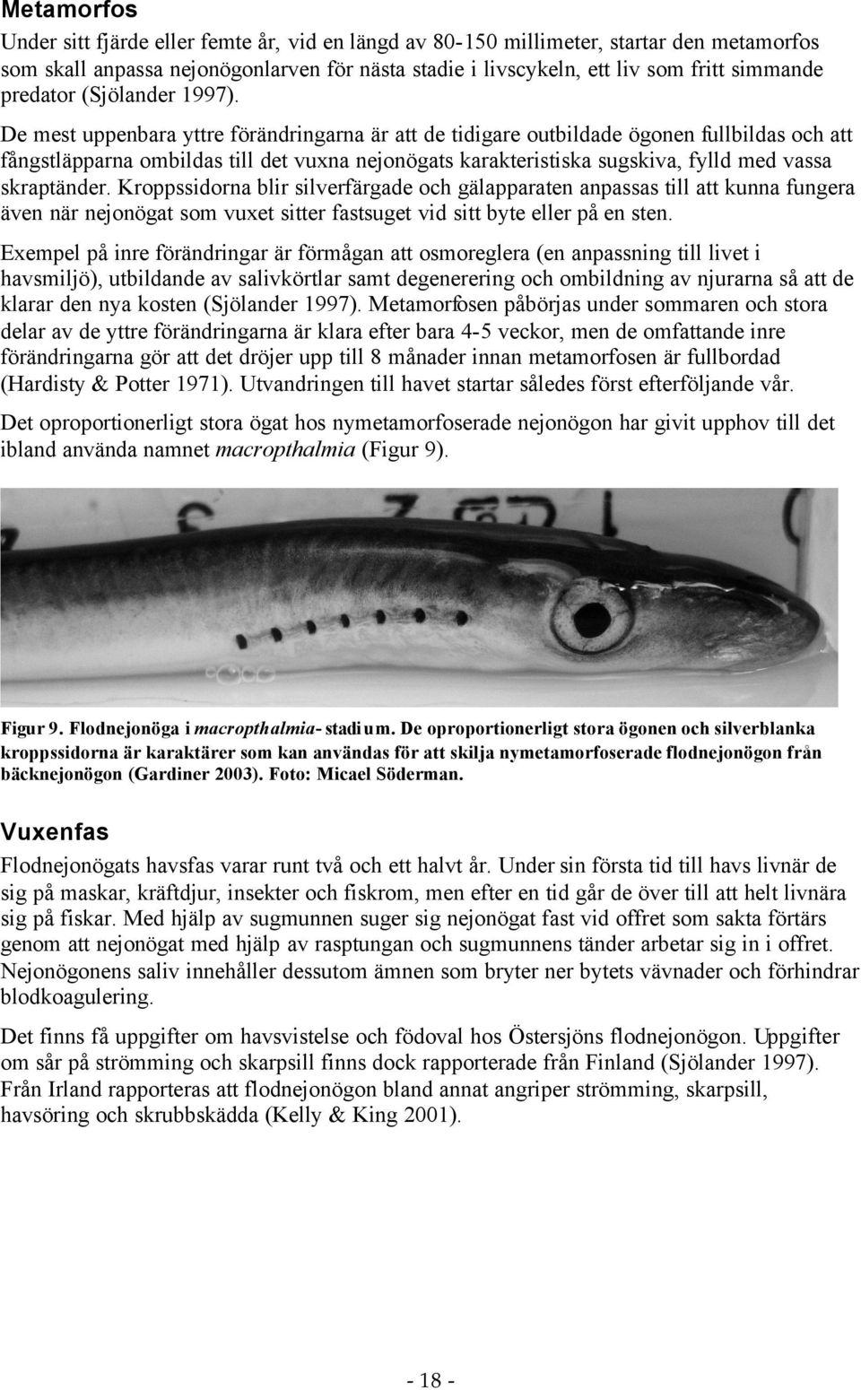 De mest uppenbara yttre förändringarna är att de tidigare outbildade ögonen fullbildas och att fångstläpparna ombildas till det vuxna nejonögats karakteristiska sugskiva, fylld med vassa skraptänder.