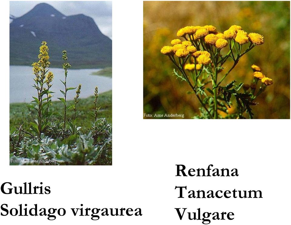 Solidago