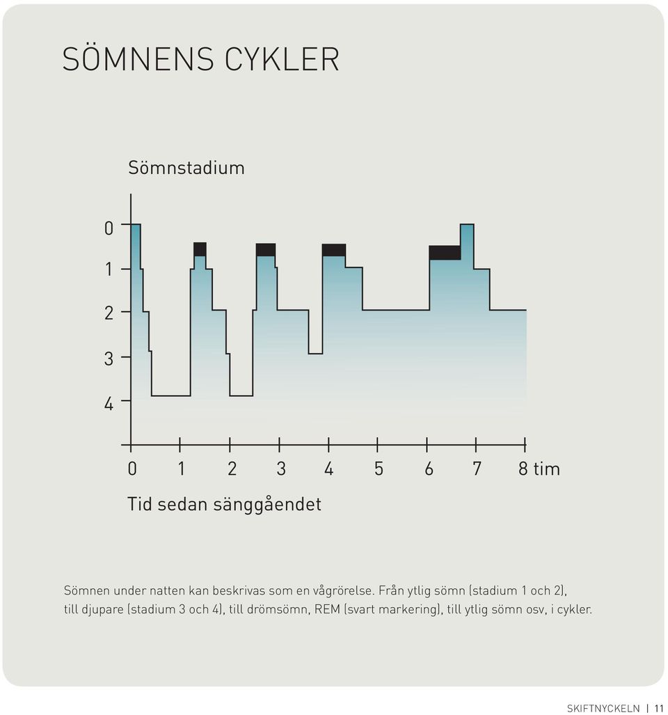 Från ytlig sömn (stadium 1 och 2), till djupare (stadium 3 och 4), till