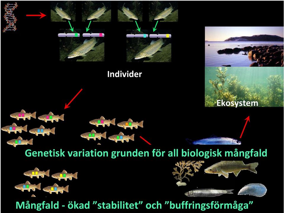 biologisk mångfald Populationer