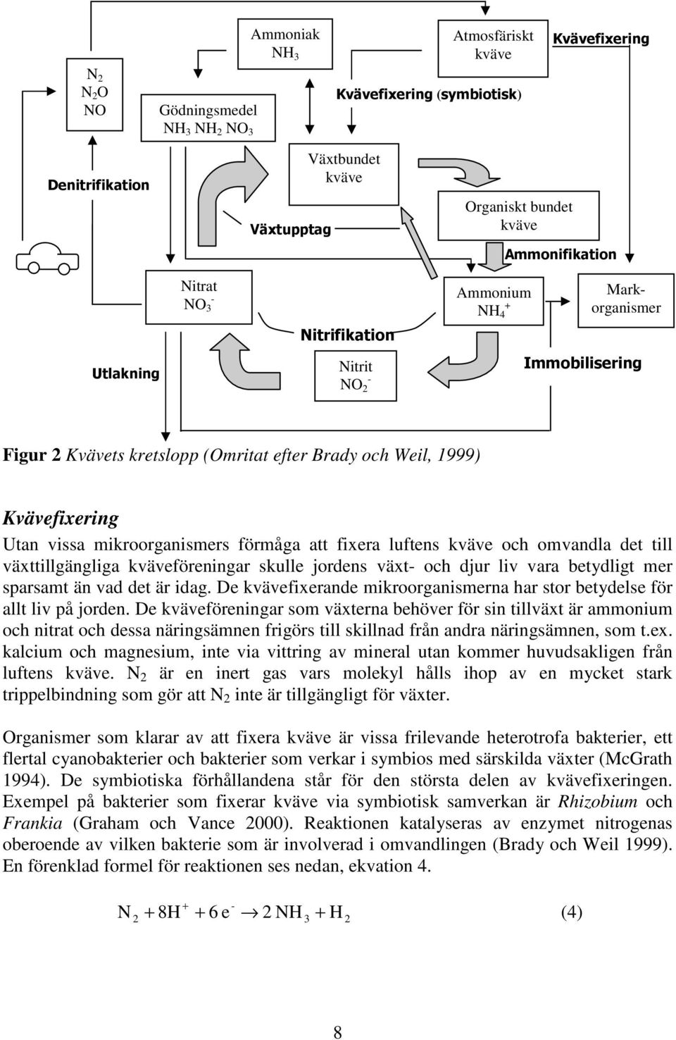 och djur liv vara betydligt mer sparsamt än vad det är idag. De kvävefixerande mikroorganismerna har stor betydelse för allt liv på jorden.