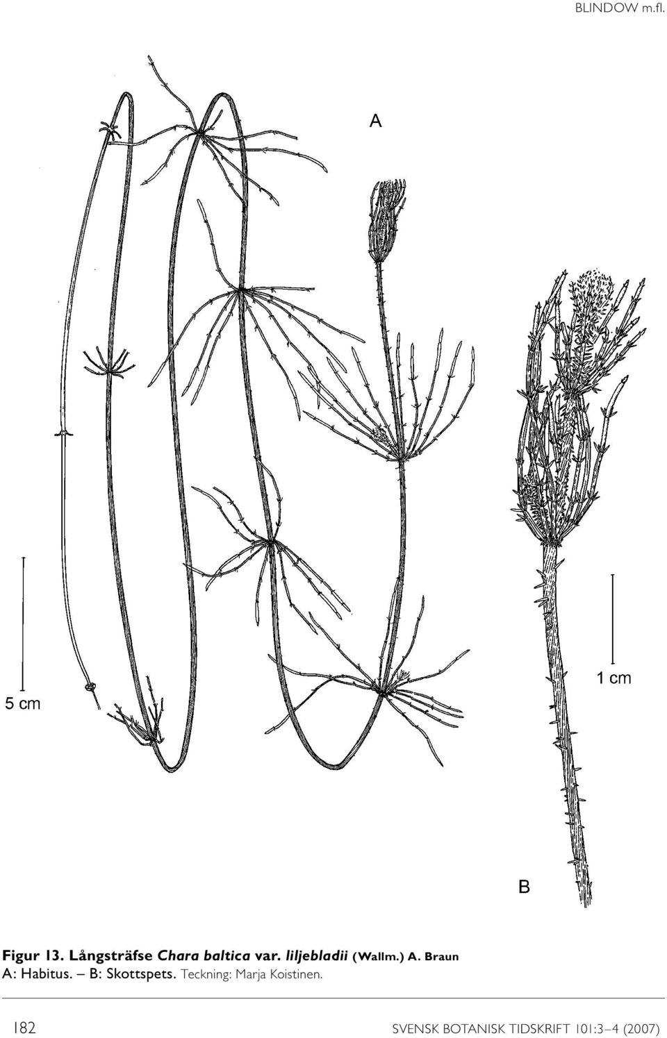liljebladii (Wallm.) A. Braun A: Habitus.