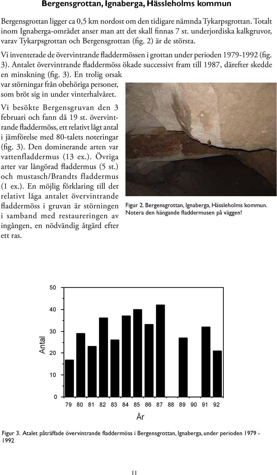 Antalet övervintrande fladdermöss ökade successivt fram till 1987, därefter skedde en minskning (fig. 3). En trolig orsak var störningar från obehöriga personer, som bröt sig in under vinterhalvåret.