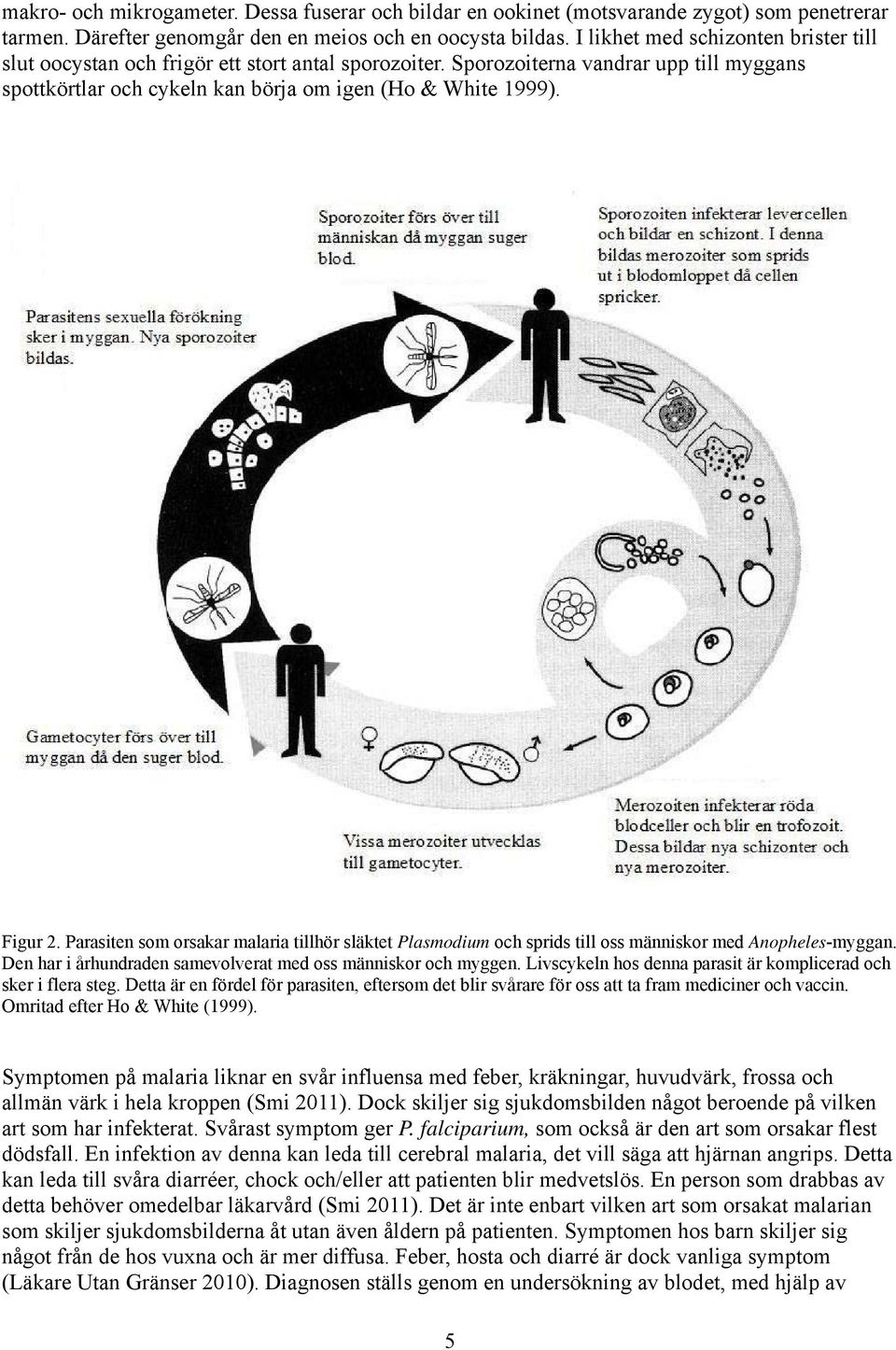 Parasiten som orsakar malaria tillhör släktet Plasmodium och sprids till oss människor med Anopheles-myggan. Den har i århundraden samevolverat med oss människor och myggen.