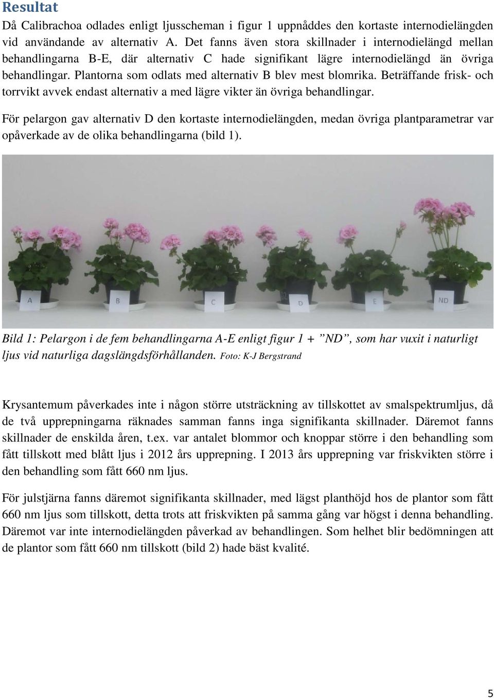 Plantorna som odlats med alternativ B blev mest blomrika. Beträffande frisk- och torrvikt avvek endast alternativ a med lägre vikter än övriga behandlingar.